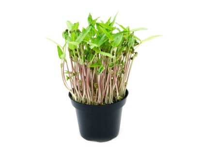 Microgreens semínka na klíčky - Fazole mungo 50 g