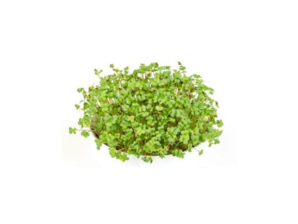 Microgreens semínka na klíčky - Hořčice černá 20 g