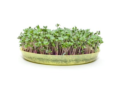 Microgreens semínka na klíčky - Kadeřávek červený 10 g
