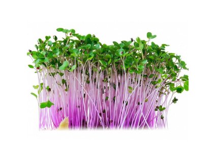 Microgreens semínka na klíčky - Kedluben červený 10 g
