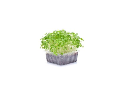 Microgreens semínka na klíčky - Pískavice (řecké seno) 20 g