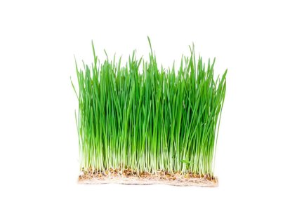 Microgreens semínka na klíčky - Pšenice 50 g