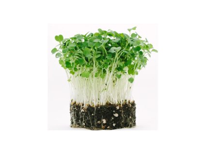 Microgreens semínka na klíčky - Rukola (roketa) 10 g