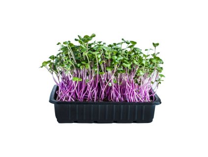 Microgreens semínka na klíčky - Ředkvička China Rose 20 g