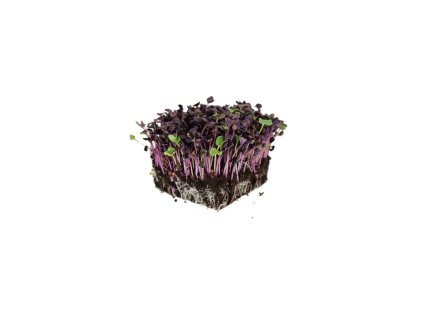Microgreens semínka na klíčky - Ředkvička Red Hurricane 10 g