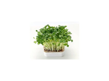 Microgreens semínka na klíčky - Řeřicha 30 g