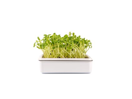 Microgreens semínka na klíčky - Slunečnice 20 g