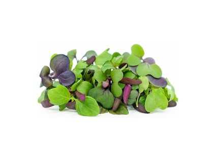 Microgreens semínka na klíčky - Směs pikantní 20 g