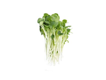 Microgreens semínka na klíčky - Vojtěška Alfalfa 20 g