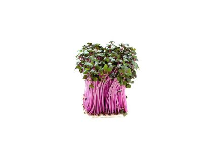 Microgreens semínka na klíčky - Zelí červené 10 g
