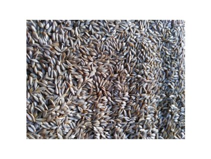 Salát Blonde De Paris na microgreens, 50 g