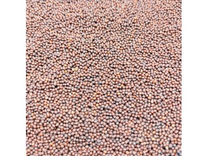 Hořčice červená na microgreens, 50 g