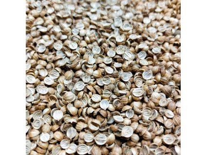 Koriandr setý na microgreens, 100 g