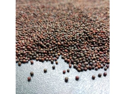 Růžová kedlubna na microgreens, 50 g