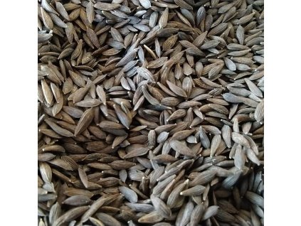 Salát Green Oakleaf na microgreens, 50 g