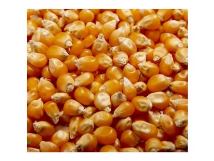 Kukuřice na microgreens, 100 g