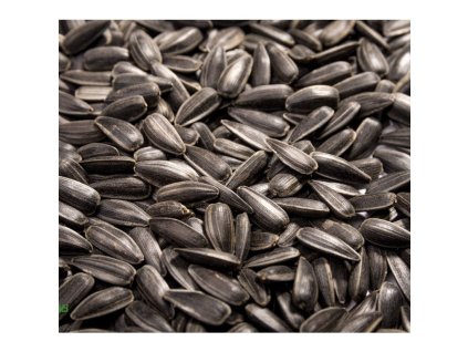 Slunečnice roční na microgreens, 100 g