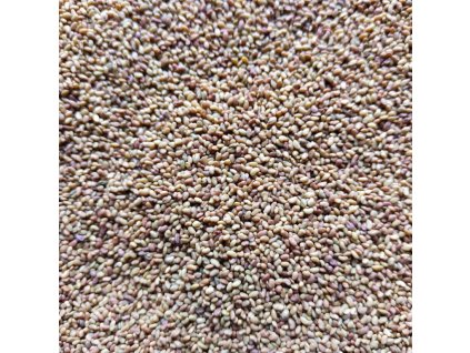 Vojtěška na microgreens, 50 g