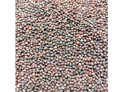 Černá toskánská kapusta na microgreens, 50 g