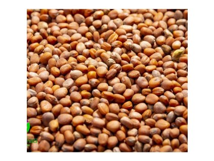 Ředkev bílá Daikon na microgreens, 100 g