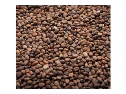 Ředkev červená Red Sango na microgreens, 50 g