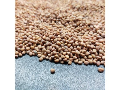 Ředkvička Red Coral na microgreens, 100 g