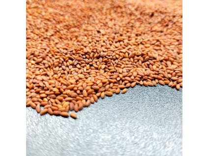 Řeřicha setá na microgreens, 50 g
