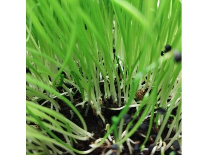 Cibule na microgreens, 50 g
