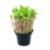 Microgreens semínka na klíčky - Fazole mungo 50 g