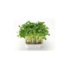 Microgreens semínka na klíčky - Řeřicha 30 g