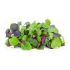 Microgreens semínka na klíčky - Směs pikantní 20 g