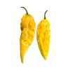 Piquant BHUT JOLOKIA YELLOW semínka chilli papriček, 10 s