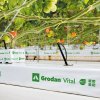 Grodan VITAL NG2.0 - 1000x150x75 mm, rockwool pěstební rohož, BOX 16 KS