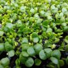 Bazalka zelená na microgreens, 50 g
