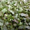 Hořčice červená na microgreens, 50 g