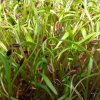 Kopr vonný na microgreens, 50 g