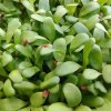 Vojtěška na microgreens, 50 g