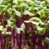 Červené zelí na microgreens, 50 g