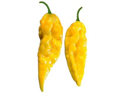 BHUT JOLOKIA YELLOW