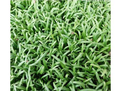 253 3 spenat microgreens