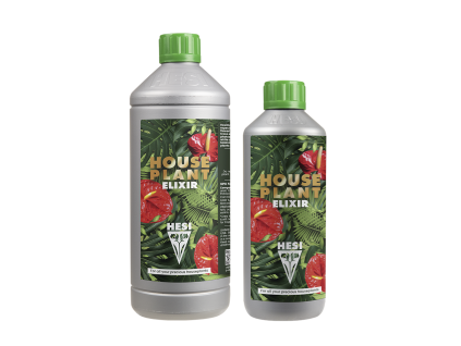 group House Plant
