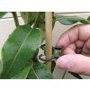 371a w1815 plant clips image 10