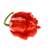 moruga