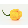 TRINIDAD MORUGA SCORPION YELLOW