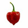 Red Savina 1 e1530039762484