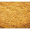 36755 horcice bila na microgreens 50 g