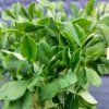 36770 1 hrach sety maple leaf na microgreens 100 g
