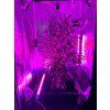 SunPro Intercanopy LED BAR 25W, 3,3 umol/J