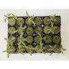 60708 1 agra wool speed grow 2