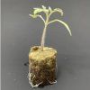 60708 agra wool speed grow 3